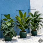 Ensemble de 3 Plantes Artificielles à Grandes Feuilles - Monstera Luxuriant et Palmiers, Bananiers, Adaptées à l'Extérieur - Arbres Décoratifs Tropiques à Large Feuillage Sans Entretien, Plantes en Pot pour Intérieur/Extérieur Toute l'Année, Arbustes Faux Style Nordique pour Mariage Hôtel Jardin - Image 2